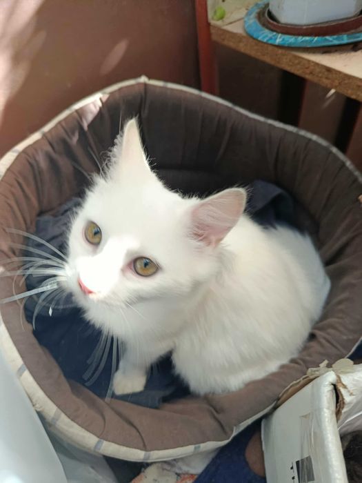 Котики в хорошие руки