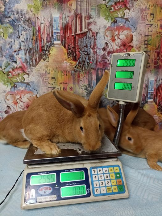 Кролик, кролики, кролі, бургундія