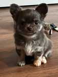 Chihuahua Piesek