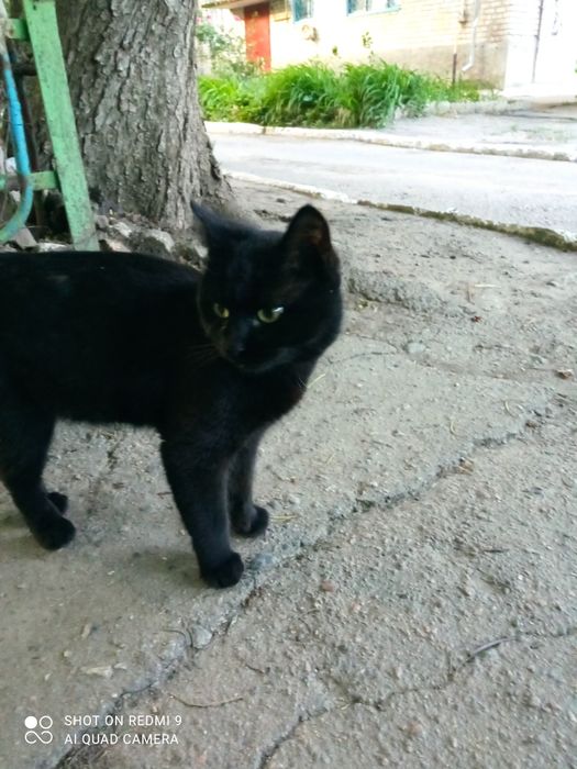 Угольок в пошуках родини