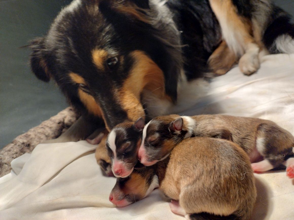 Owczarek szetlandzki sheltie suczka śniada