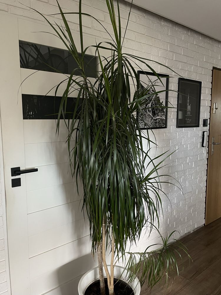 Zadbana dracena 220cm