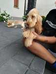 Cocker spaniel angielski