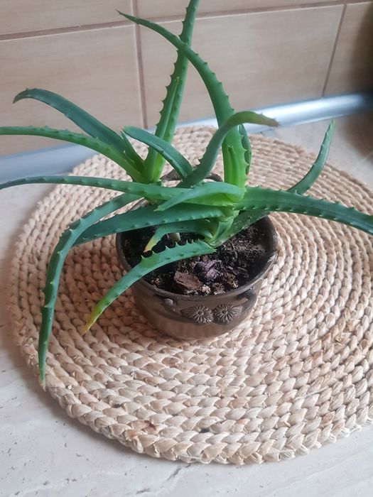 Roślina Aloes Aloe Vera