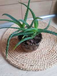 Roślina lecznicza Aloes