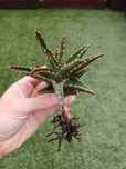 Cactus - Aloe brevifolia [Pé 10cm]
