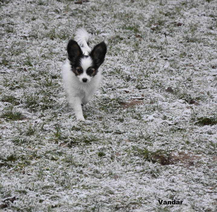 papillon - śliczny piesek, hodowla ZKwP