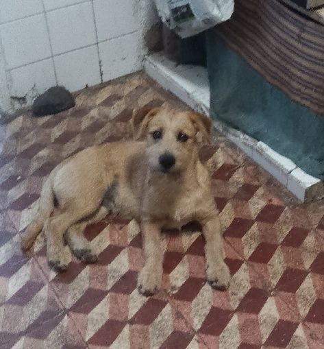 Adoção Não tanho tempo cão