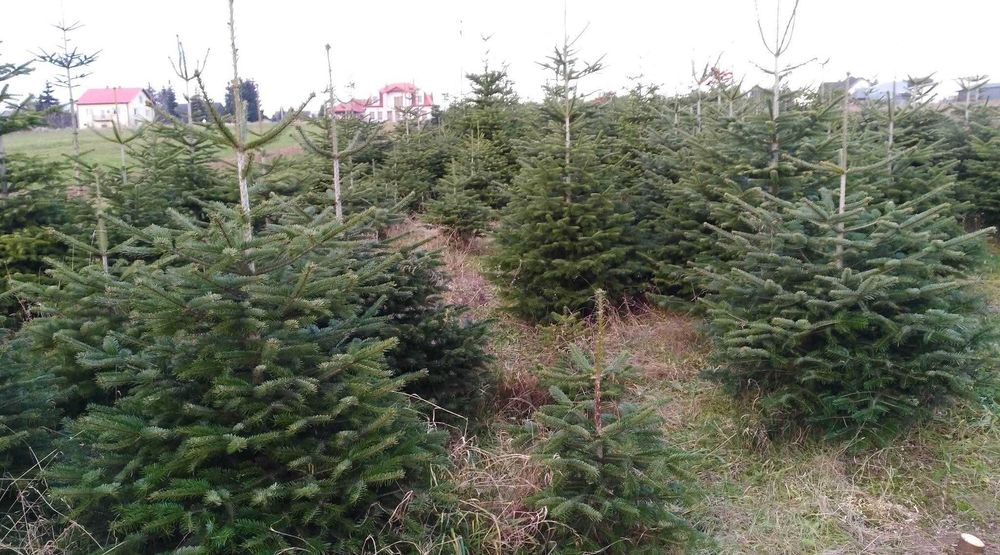 Choinka Jodła kaukaska 1 gatunek ścinana z pola