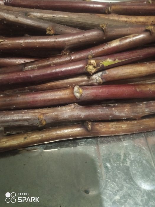 Гілки малини для корму животних