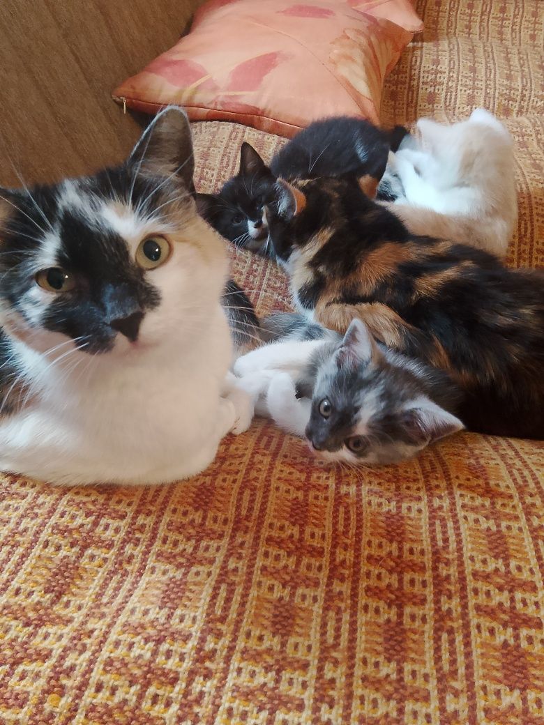 Młode kotki do adopcji