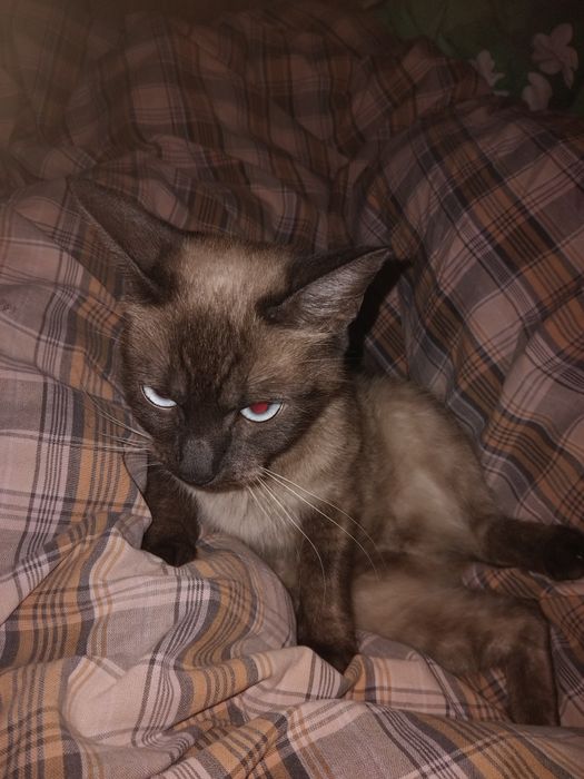 Терміново!!! Відаю кішку та кошенят