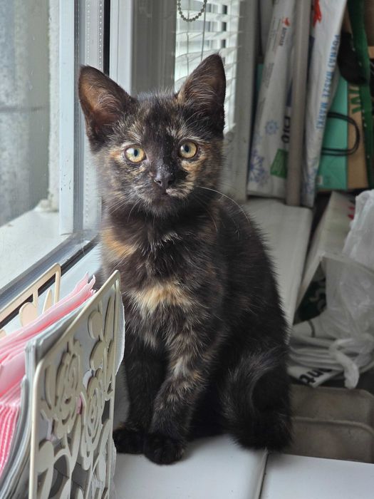 Panna Migotka z Fundacji Miasto Kotów