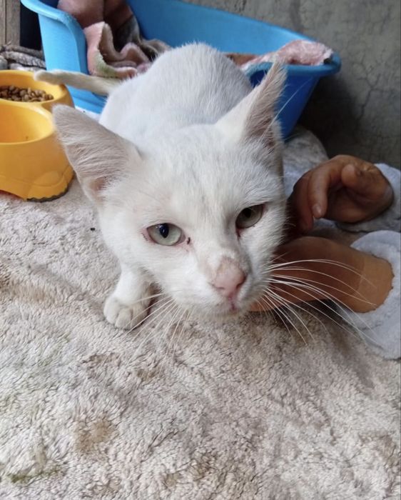 Gatinho meigo para adoção responsável