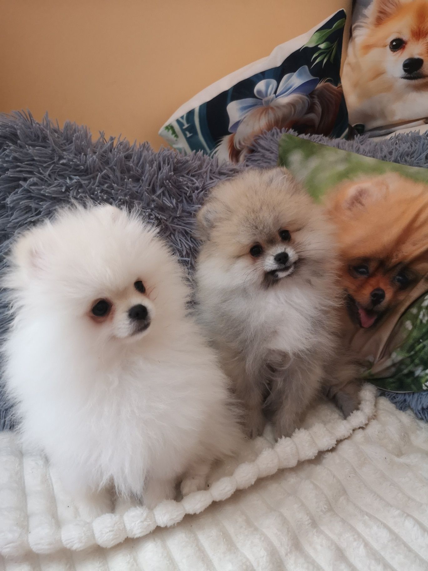 Szpic Miniaturowy, Pomeranian