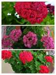 Pelargonie różyczkowe 3szt