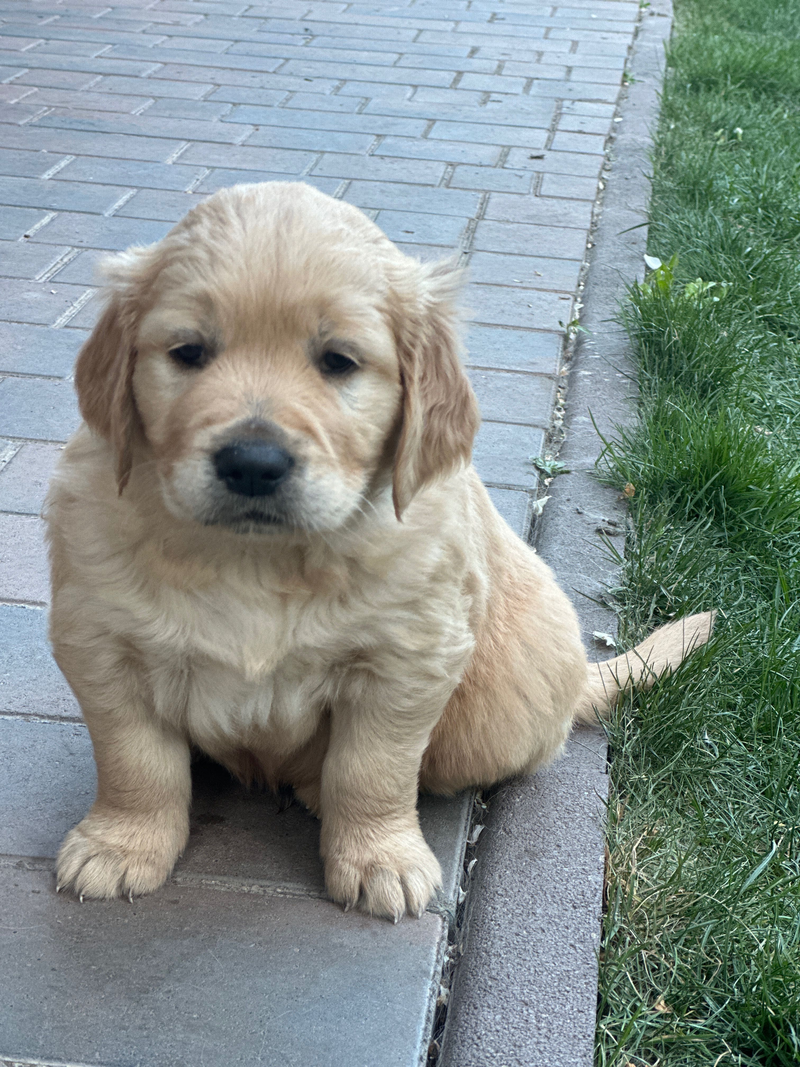 Продаються цуценята GOLDEN RETRIEVER