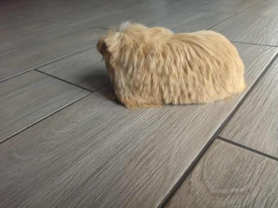 Довгошерстна морська свинка Коронет з розплідника з родоводом