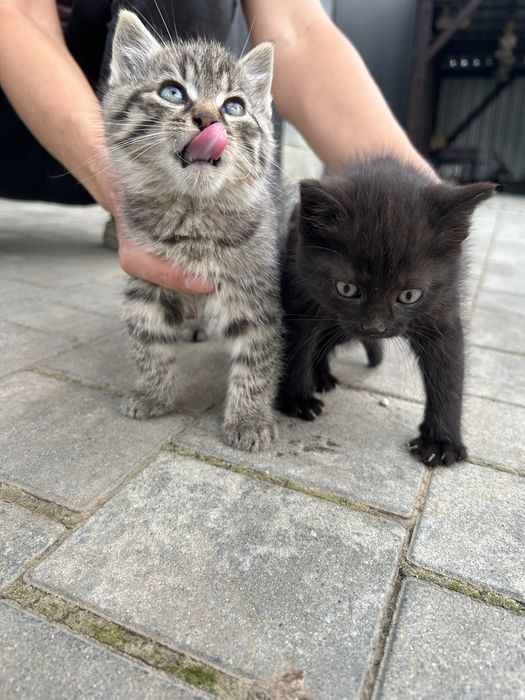 Oddam 3 koty 1.5 miesiąca