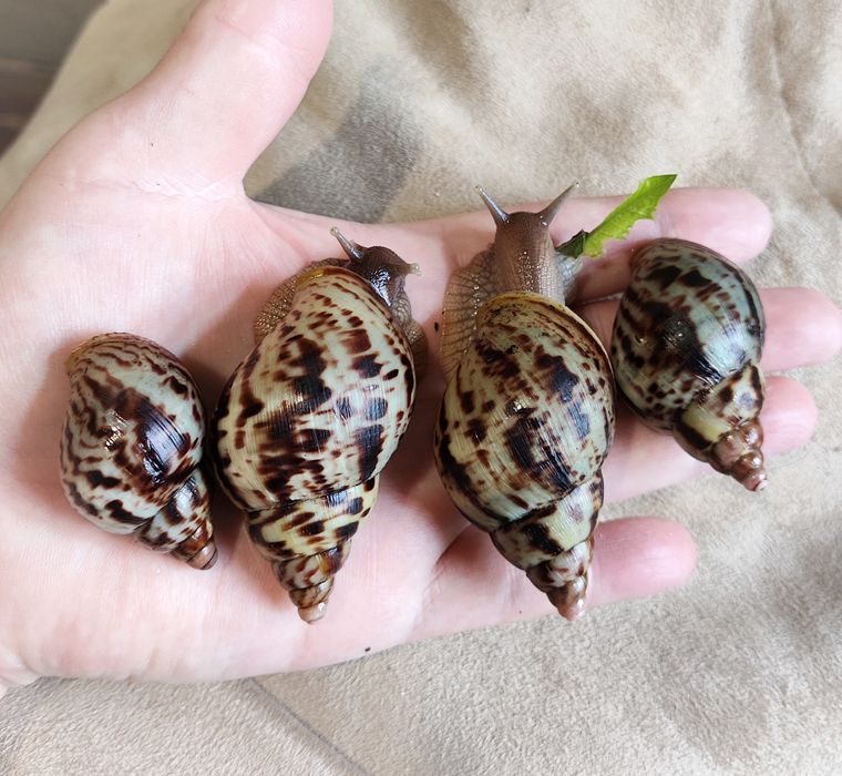 Альборетікулята (альборетіки). Равлики, малюки.