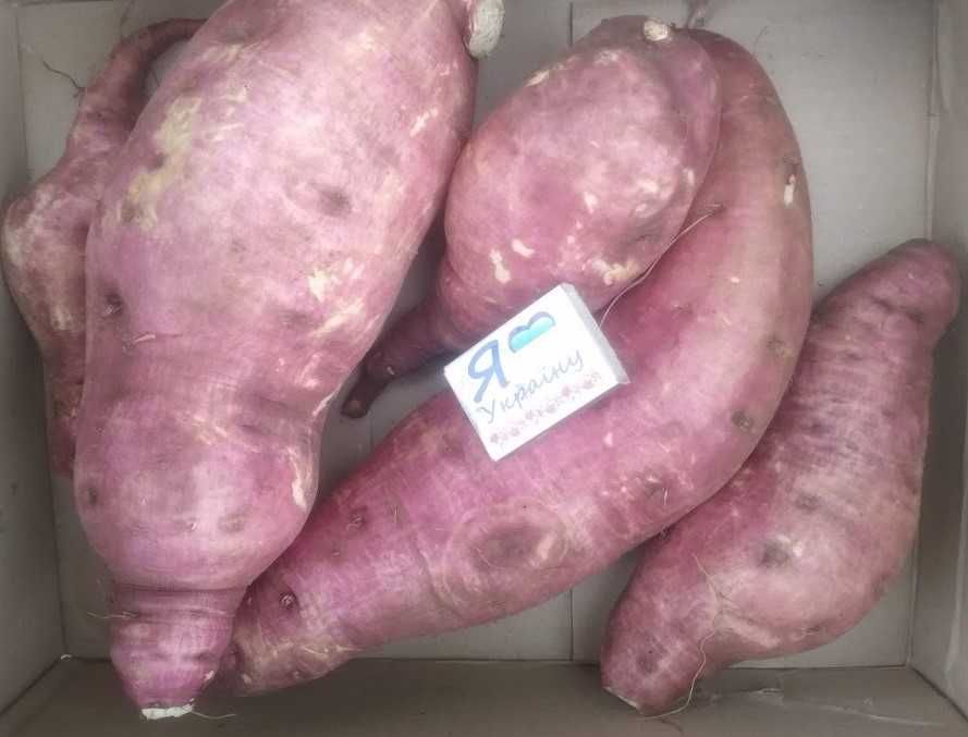 Продам батат.250 гр. кілограм. Від 10 кг.-200гр.