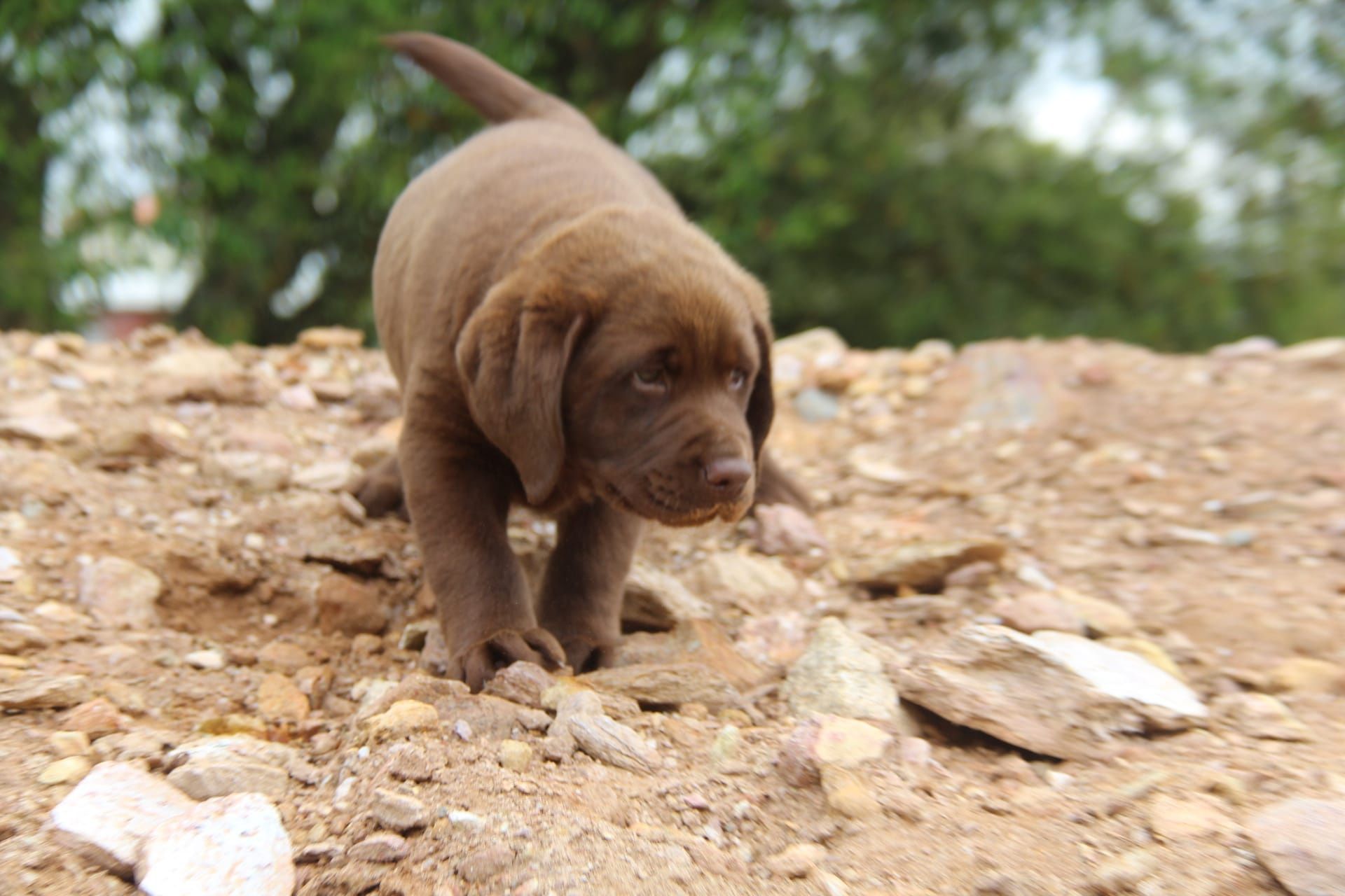 Labrador chocolate