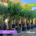 Palma Trachycarpus Fortunei 60/200 cm