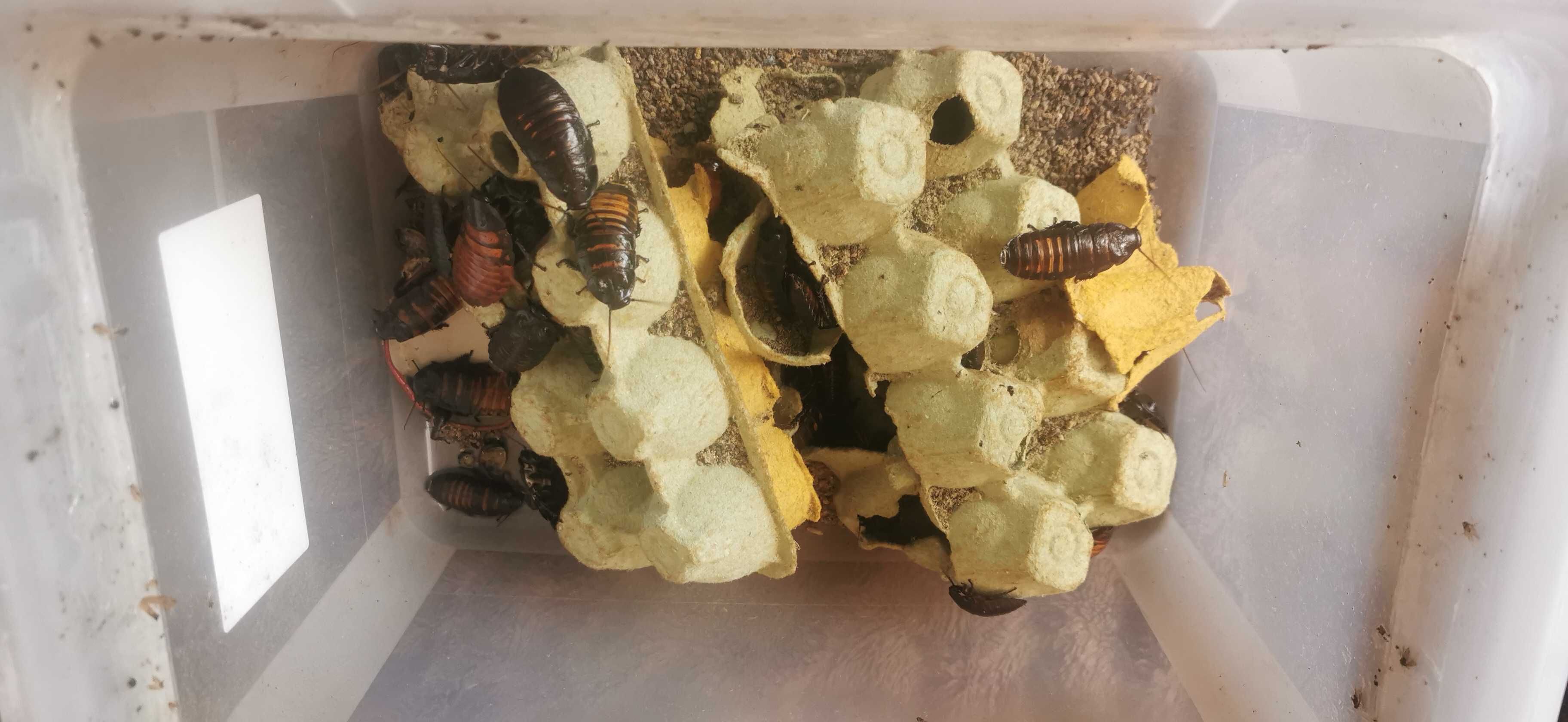 3 Ptaszniki wraz z karaczanami Madagarskimi oddam w dobre ręce.