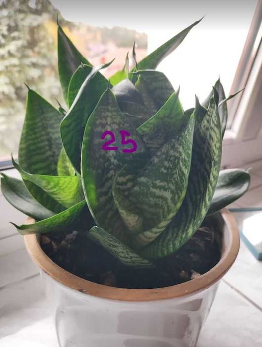 Reo meksykańskie, hoya, wilkomlecz, sansevieria, aloes, skrzydłokwiat