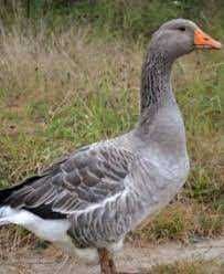 Гусак породи крупна сіра 2 роки