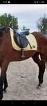 Czaprak york fair Play eskadra Kentucky