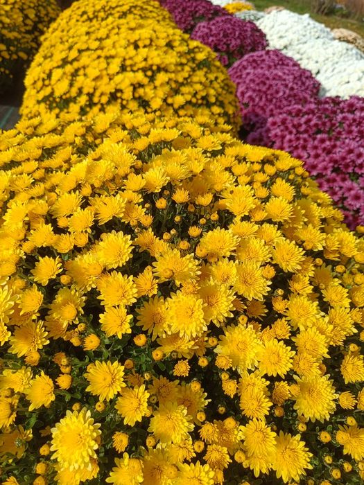 Chryzantemy drobnokwiatowe od producenta