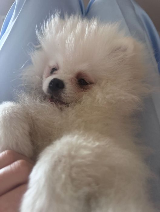 Pies, biały szpic o imieniu Fenya, zaginął.