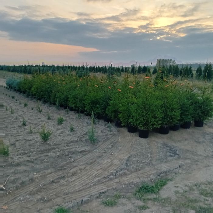 Świerk pospolity 120 200cm.jodla swierk srebrny kopany donica
