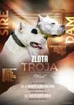 Suczki Dog Argentyński