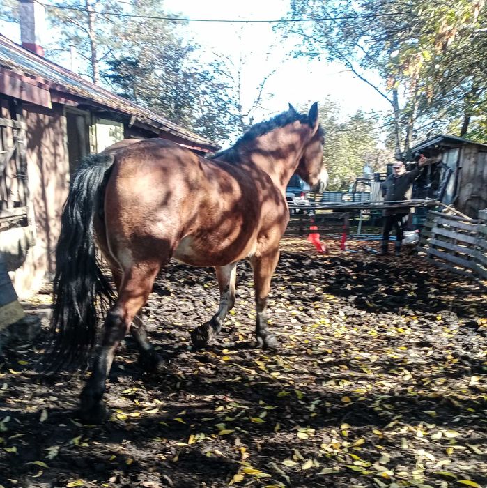 Sprzedam wysoką klacz do zaprzęgu
