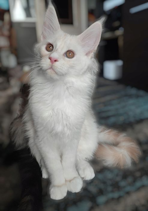 Srebrzysty Kocurek Maine Coon z Rodowodem Fpl