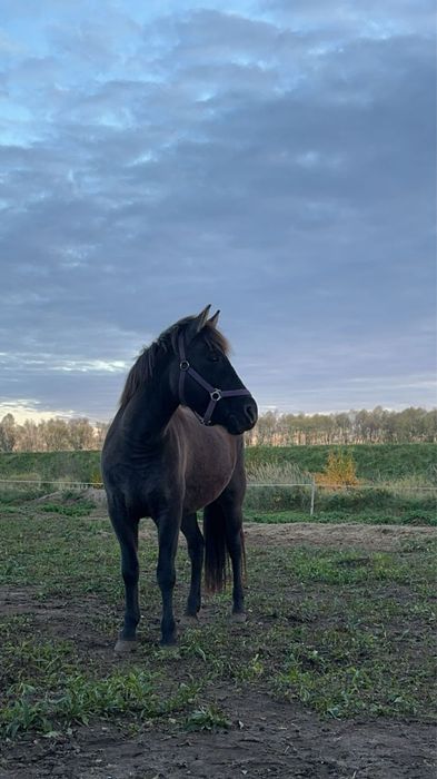 Klacz rasy huculskiej