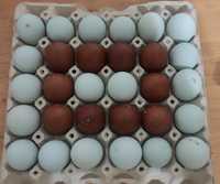 Амераукана турецька інкубаційне яйце