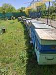 Продам пасику пчелы