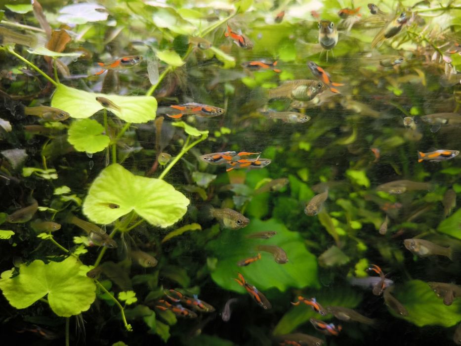 Nadwyżka Gupików Endlera