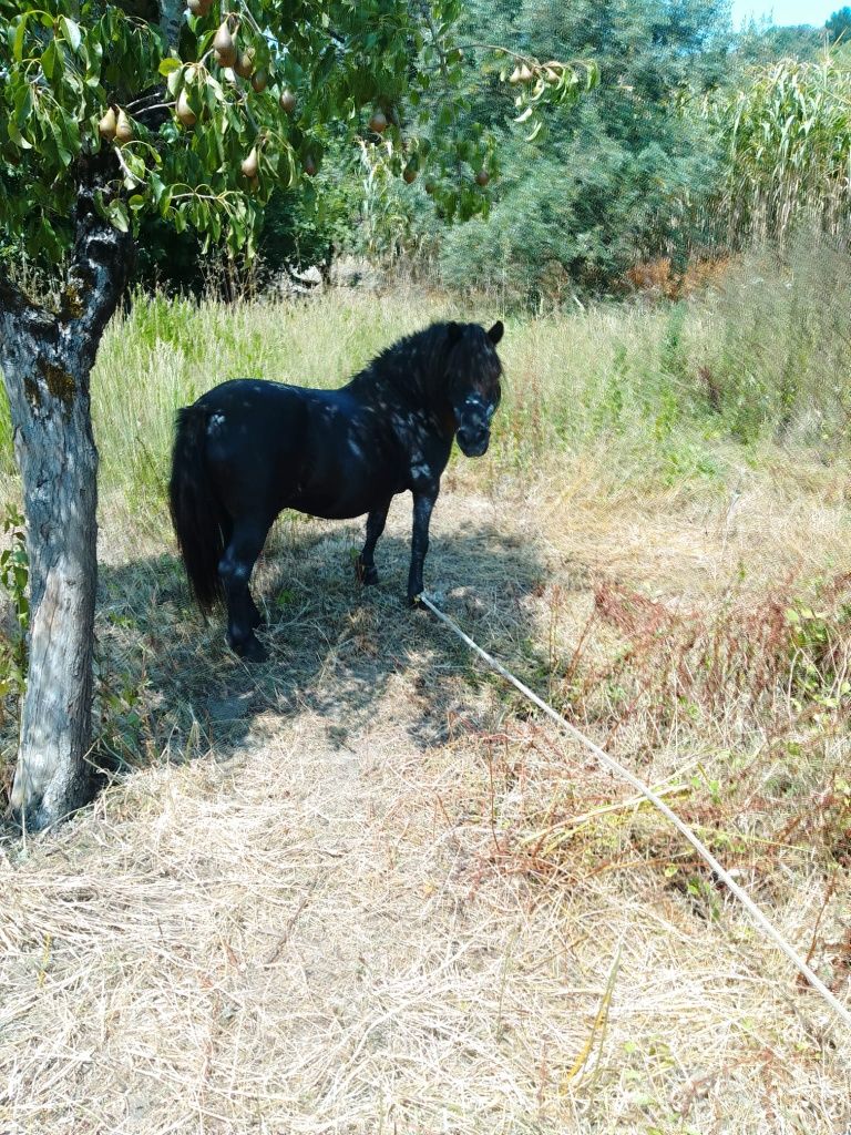 Ponei de meia idade montado