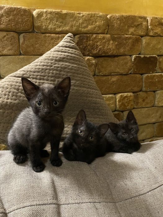 Котенята в хороші руки