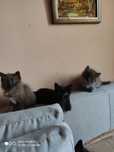 Кошенята в добрі руки