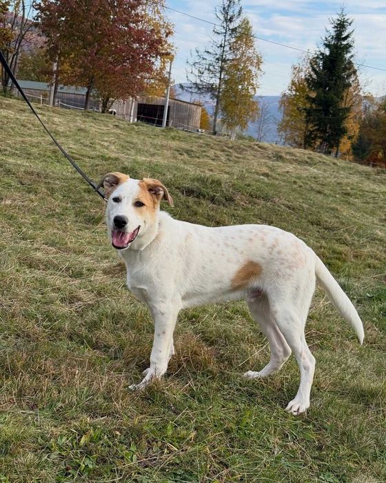 Кузя, метис, шукає дім