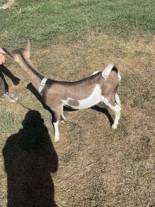 Продам молоду козу