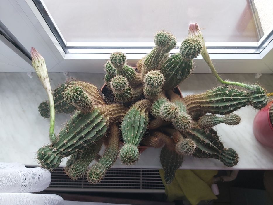 Kaktus kwitnący, duży, gęsty