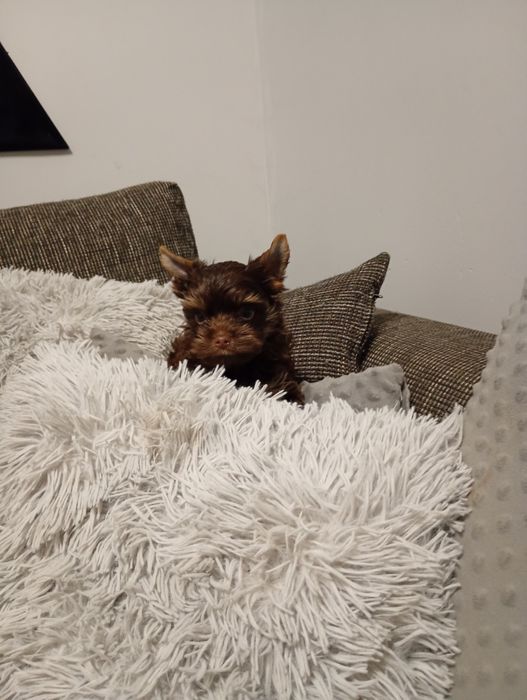 Czekoladowy Yorkshre Terrier chłopiec