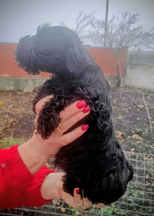 Цуценята цвергшнауцера, чорні, гарнюні