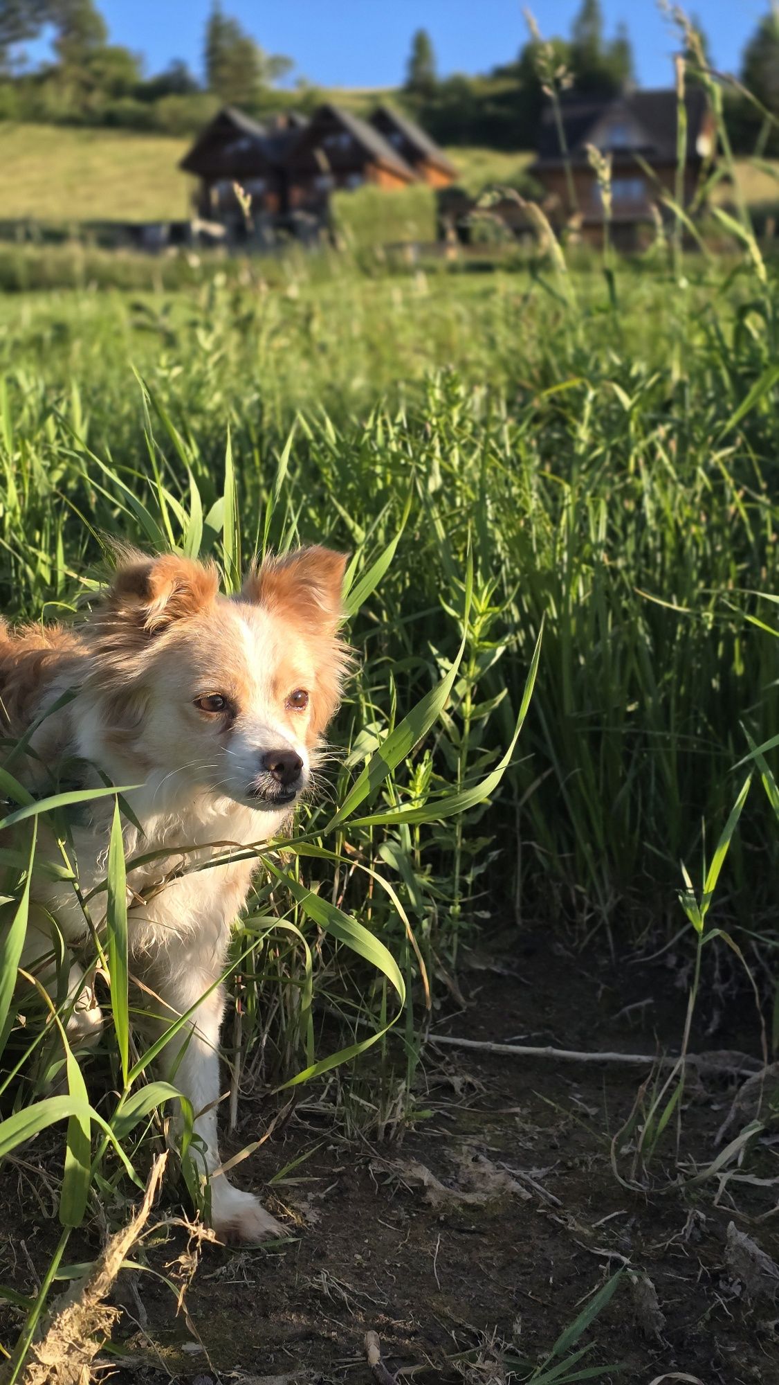 2 letnia maleńka suczka w typie chihuahua